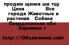продаю щенка ши-тцу › Цена ­ 10 000 - Все города Животные и растения » Собаки   . Свердловская обл.,Карпинск г.